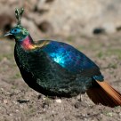 Seven Colored Pheasant
